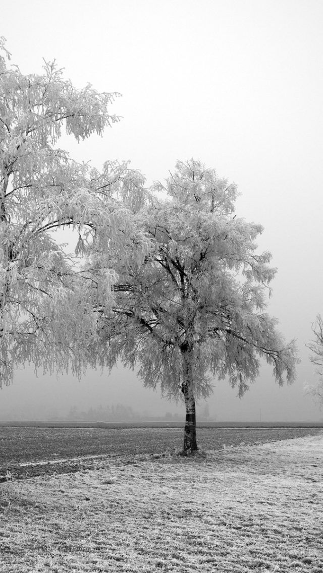 Frozen Tree Best Background Full HD1920x1080p, 1280x720p, – HD Wallpapers Backgrounds Desktop, iphone & Android Free Download